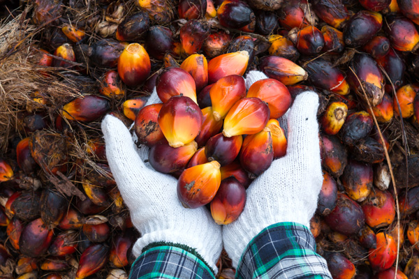 Nachhaltiges Palmöl
